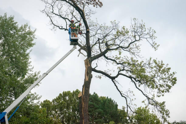 Best Affordable Tree Service  in Hobe Sound, FL